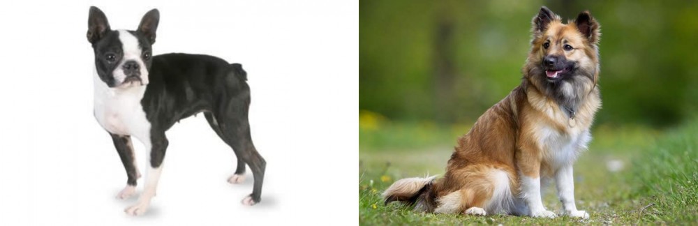 Icelandic Sheepdog vs Boston Terrier - Breed Comparison