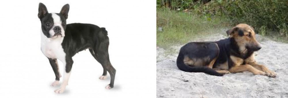Indian Pariah Dog vs Boston Terrier - Breed Comparison