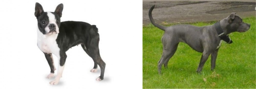 Irish Bull Terrier vs Boston Terrier - Breed Comparison