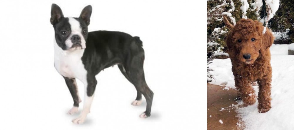 Irish Doodles vs Boston Terrier - Breed Comparison