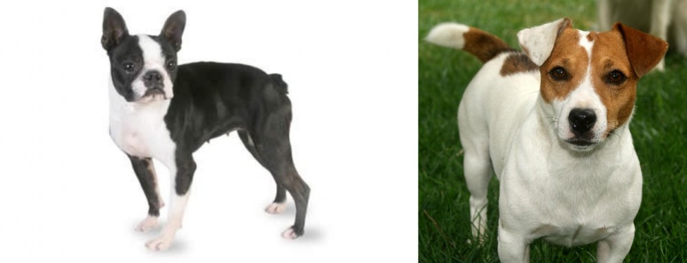 Irish Jack Russell vs Boston Terrier - Breed Comparison