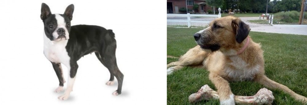 Irish Mastiff Hound vs Boston Terrier - Breed Comparison
