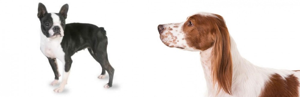 Irish Red and White Setter vs Boston Terrier - Breed Comparison