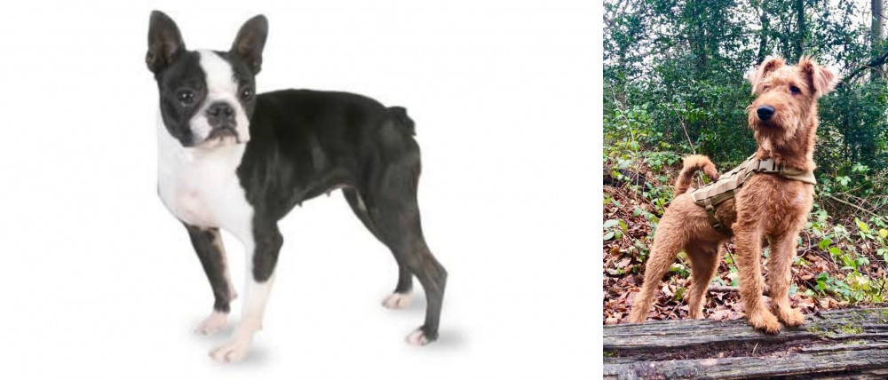Irish Terrier vs Boston Terrier - Breed Comparison