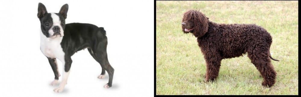 Irish Water Spaniel vs Boston Terrier - Breed Comparison