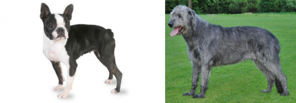 Irish Wolfhound vs Boston Terrier - Breed Comparison