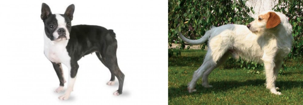 Istarski Ostrodlaki Gonic vs Boston Terrier - Breed Comparison