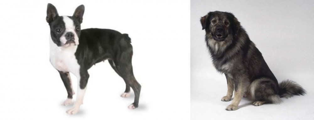 Istrian Sheepdog vs Boston Terrier - Breed Comparison