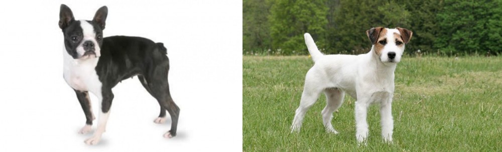 Jack Russell Terrier vs Boston Terrier - Breed Comparison