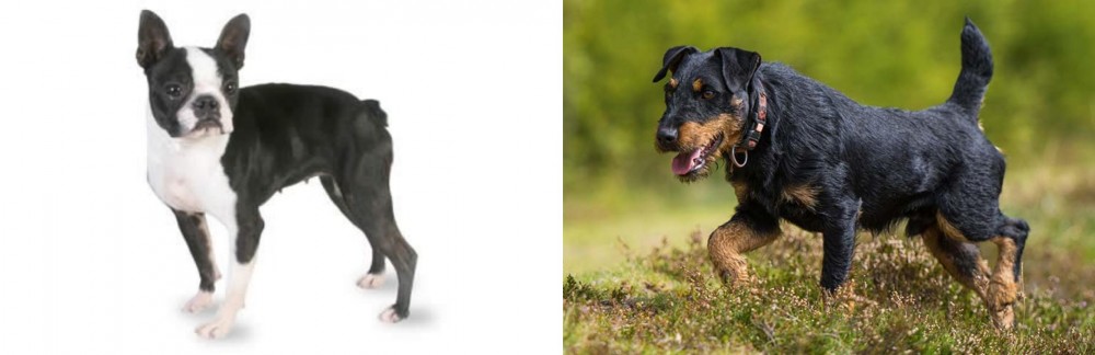 Jagdterrier vs Boston Terrier - Breed Comparison