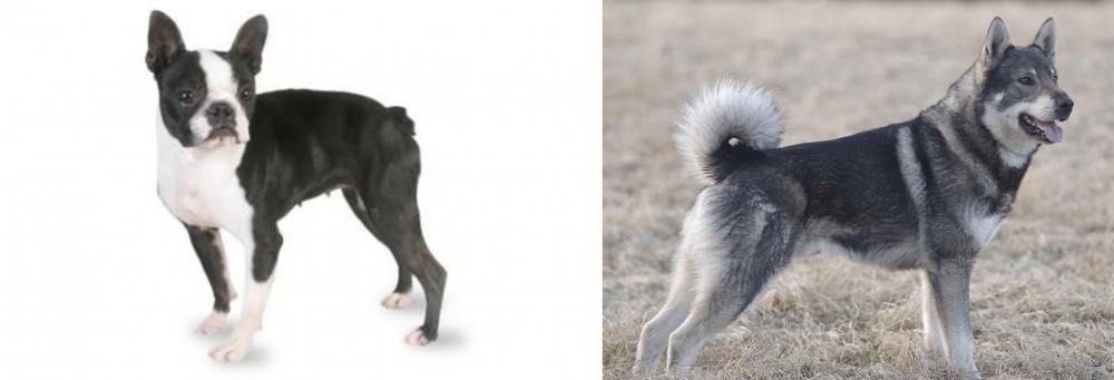 Jamthund vs Boston Terrier - Breed Comparison