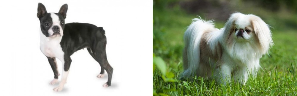 Japanese Chin vs Boston Terrier - Breed Comparison