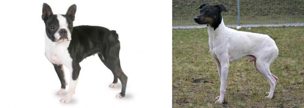 Japanese Terrier vs Boston Terrier - Breed Comparison