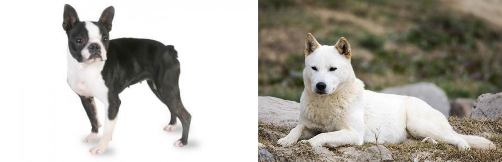 Jindo vs Boston Terrier - Breed Comparison