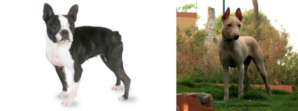 Jonangi vs Boston Terrier - Breed Comparison