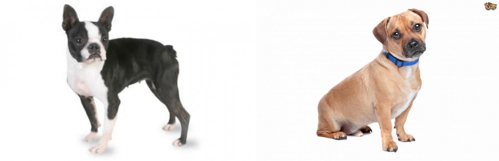 Jug vs Boston Terrier - Breed Comparison