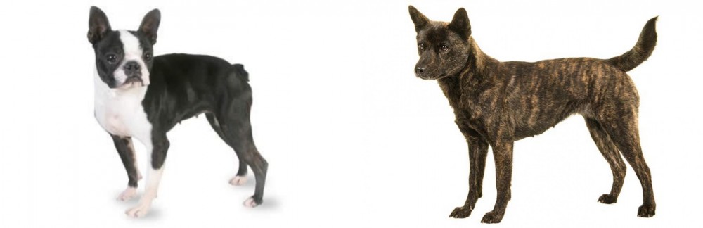 Kai Ken vs Boston Terrier - Breed Comparison