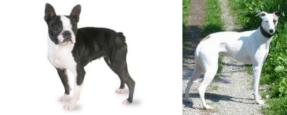 Kaikadi vs Boston Terrier - Breed Comparison