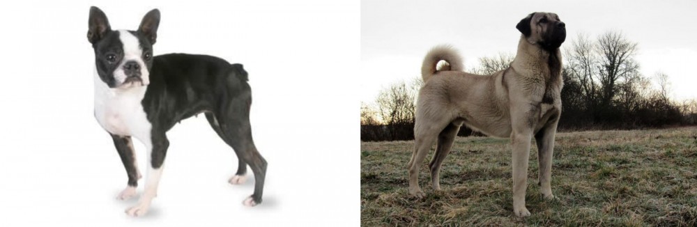 Kangal Dog vs Boston Terrier - Breed Comparison