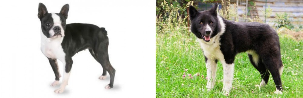Karelian Bear Dog vs Boston Terrier - Breed Comparison