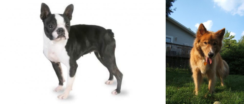 Karelo-Finnish Laika vs Boston Terrier - Breed Comparison