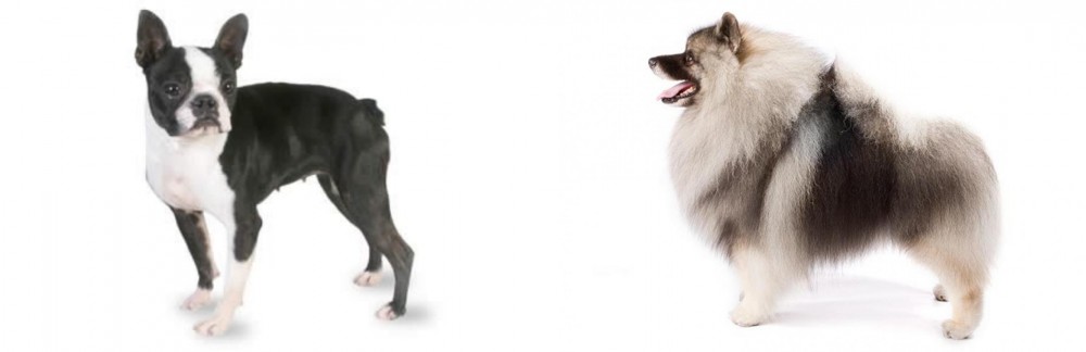Keeshond vs Boston Terrier - Breed Comparison