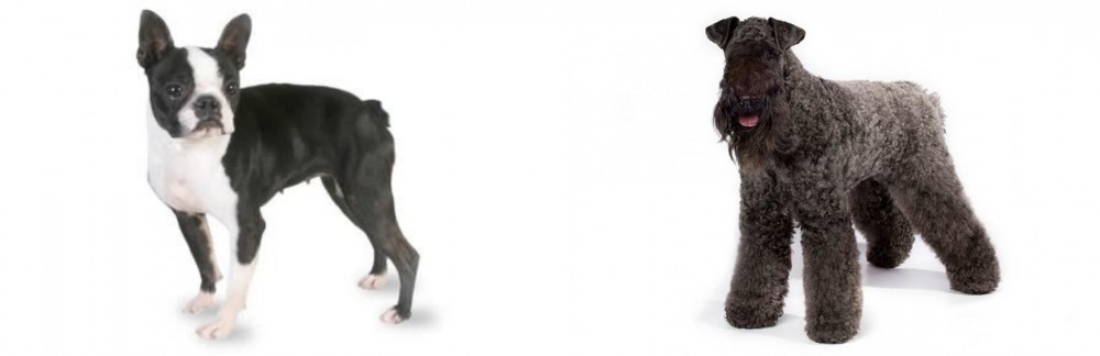 Kerry Blue Terrier vs Boston Terrier - Breed Comparison