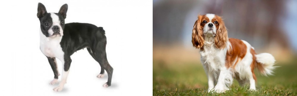 King Charles Spaniel vs Boston Terrier - Breed Comparison