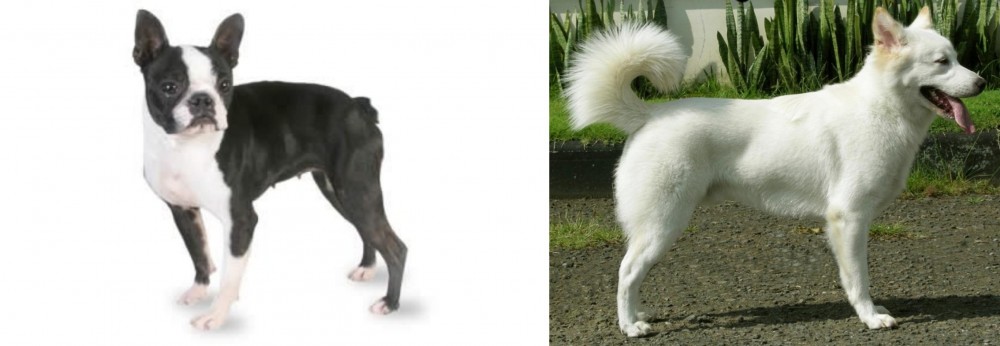 Kintamani vs Boston Terrier - Breed Comparison