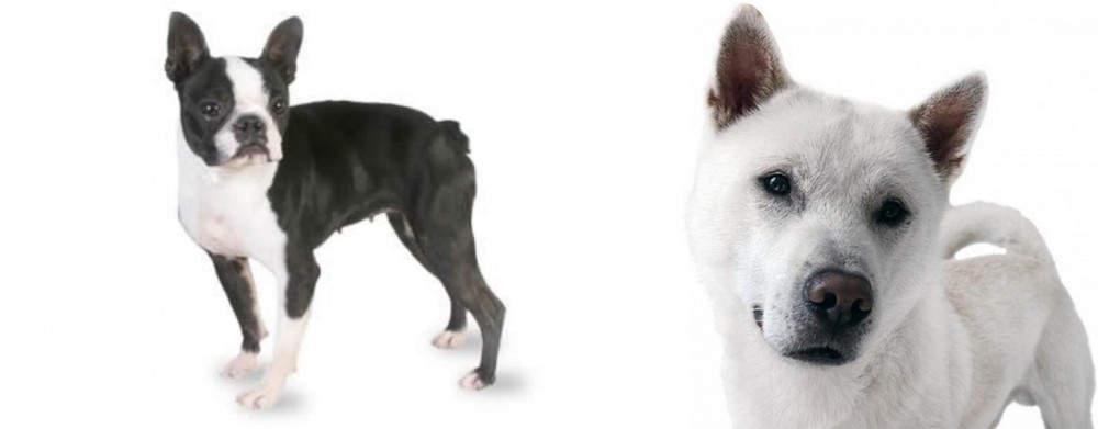 Kishu vs Boston Terrier - Breed Comparison