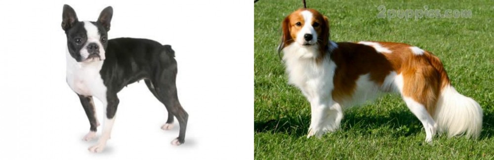Kooikerhondje vs Boston Terrier - Breed Comparison