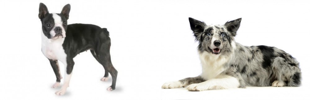 Koolie vs Boston Terrier - Breed Comparison