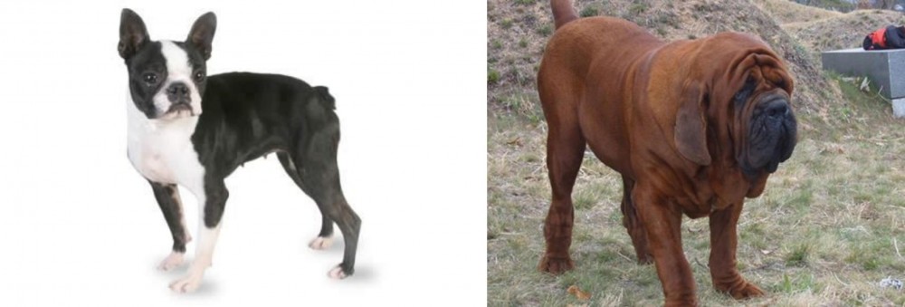 Korean Mastiff vs Boston Terrier - Breed Comparison