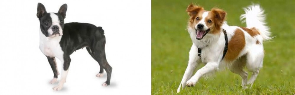 Kromfohrlander vs Boston Terrier - Breed Comparison