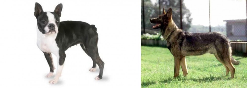 Kunming Dog vs Boston Terrier - Breed Comparison