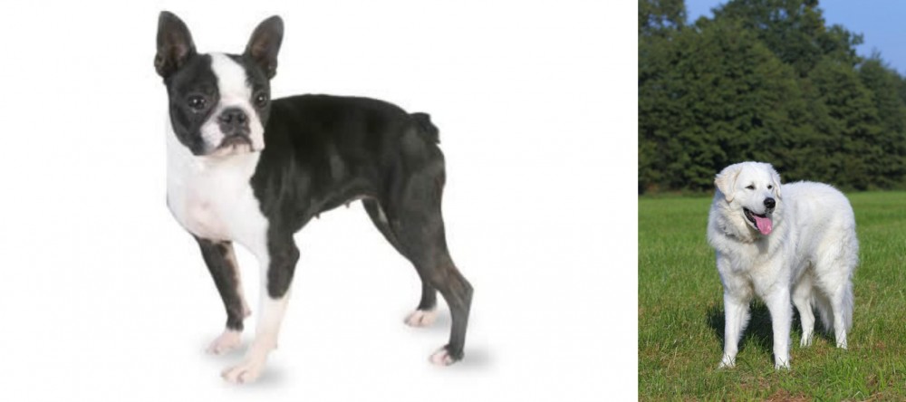 Kuvasz vs Boston Terrier - Breed Comparison