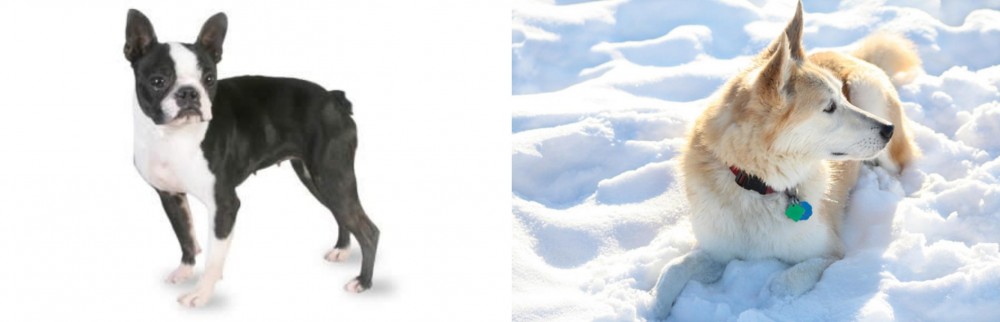 Labrador Husky vs Boston Terrier - Breed Comparison