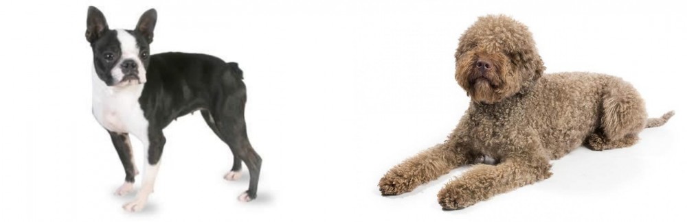 Lagotto Romagnolo vs Boston Terrier - Breed Comparison