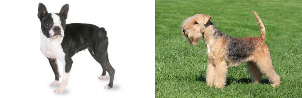 Lakeland Terrier vs Boston Terrier - Breed Comparison