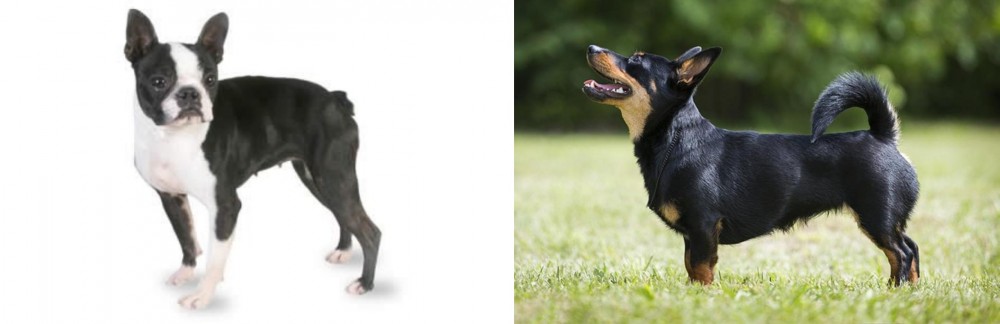 Lancashire Heeler vs Boston Terrier - Breed Comparison
