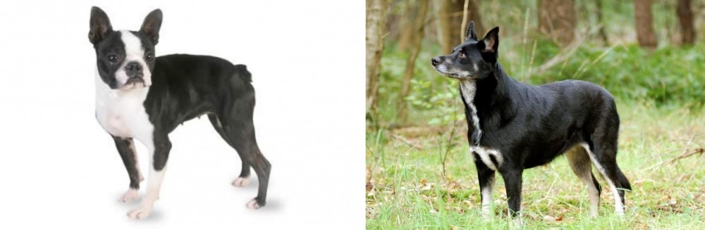 Lapponian Herder vs Boston Terrier - Breed Comparison