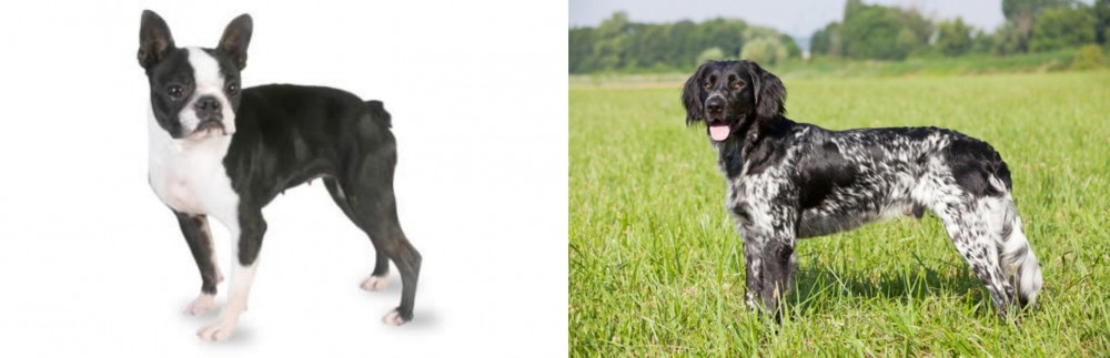 Large Munsterlander vs Boston Terrier - Breed Comparison
