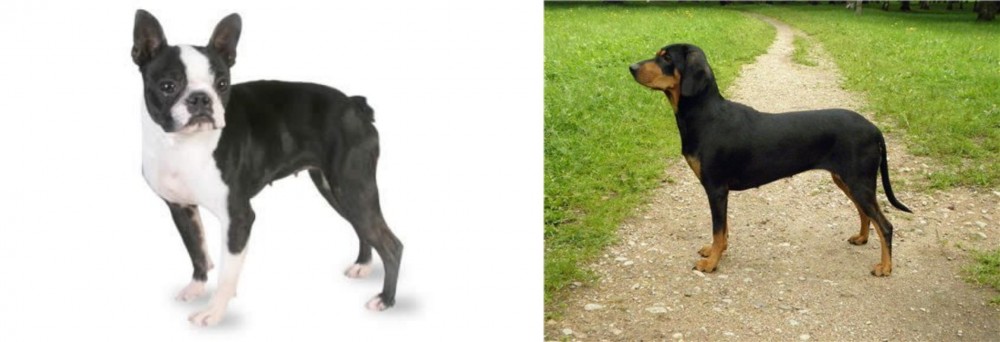Latvian Hound vs Boston Terrier - Breed Comparison