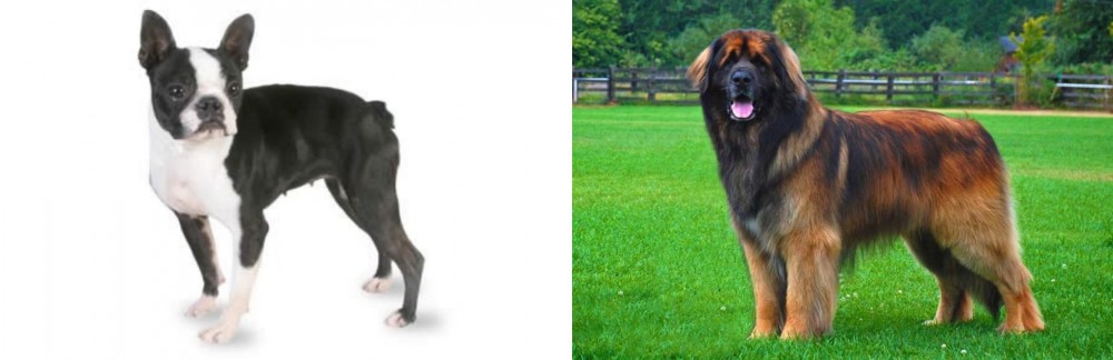 Leonberger vs Boston Terrier - Breed Comparison