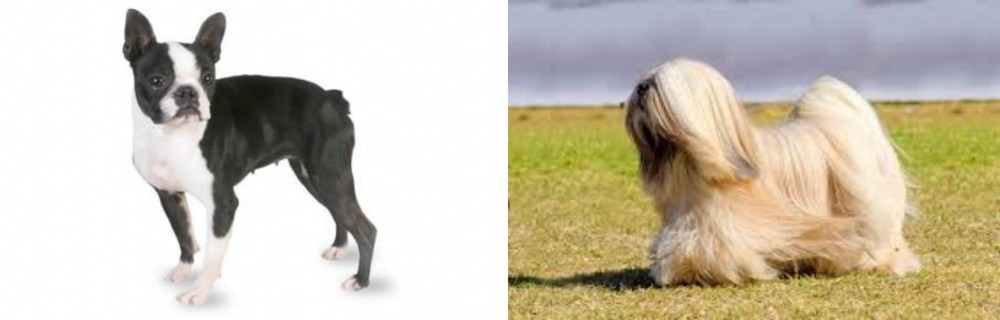 Lhasa Apso vs Boston Terrier - Breed Comparison