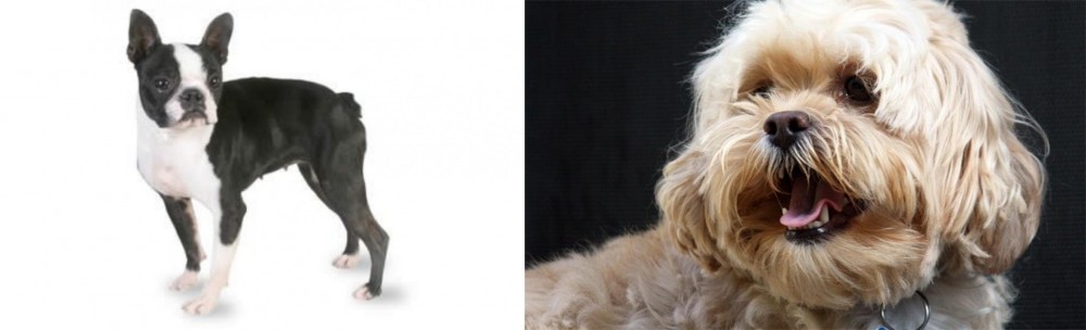 Lhasapoo vs Boston Terrier - Breed Comparison