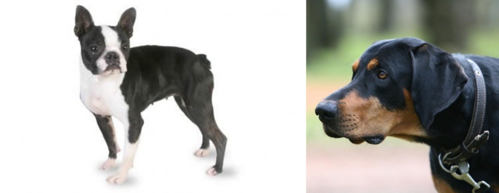 Lithuanian Hound vs Boston Terrier - Breed Comparison