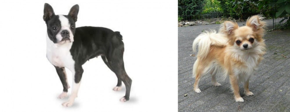Long Haired Chihuahua vs Boston Terrier - Breed Comparison