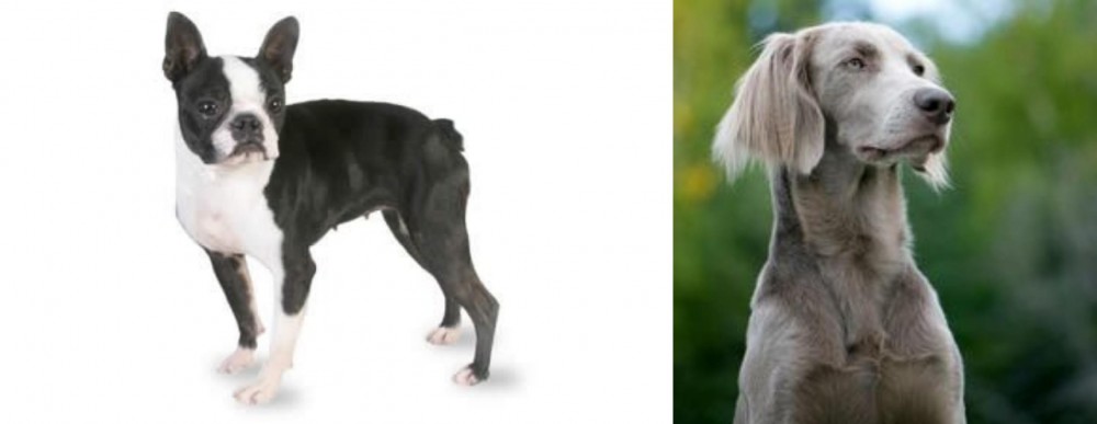 Longhaired Weimaraner vs Boston Terrier - Breed Comparison