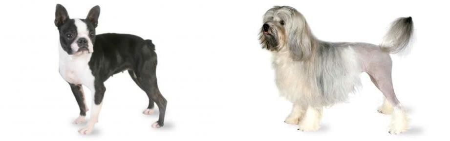 Lowchen vs Boston Terrier - Breed Comparison